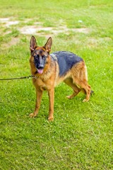 German Shepherd or Alsatian with leashes on grass floor, dog in the park, german shepherd close up.