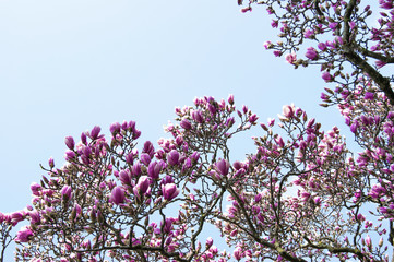 The branch of magnolia on a background of the spring sky