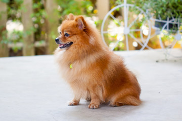 Cute Pomeranian dog portrait at home