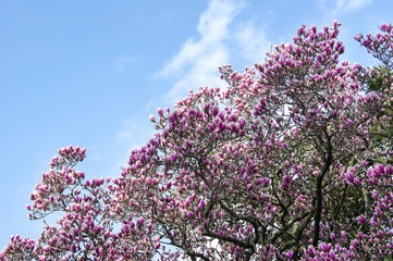 Magnolia branch against the sky