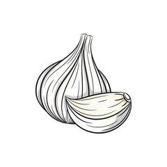Vector garlic illustration on white background