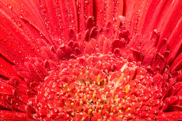 Red Gerbera Macro