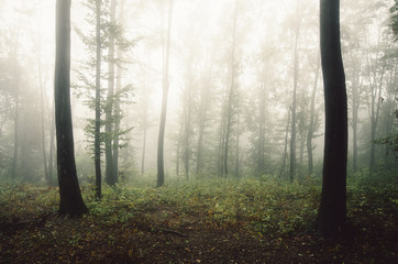 Obraz premium soft light in misty forest