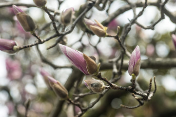 Closed bud magnolia