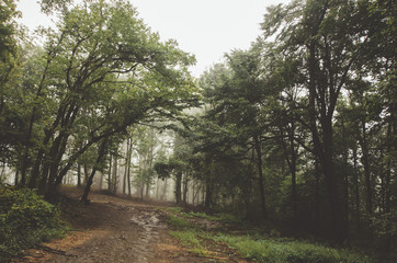 edge of a green forest