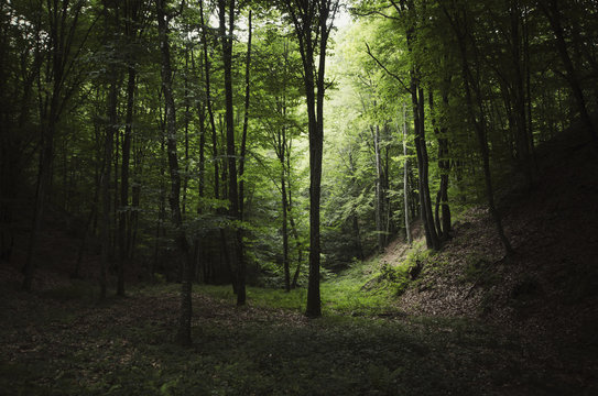 Dark Green Forest Images – Browse 499,256 Stock Photos, Vectors, and Video  | Adobe Stock