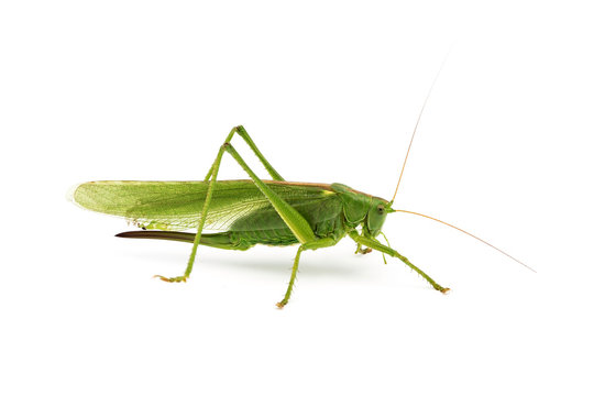 big green grasshopper  on white background