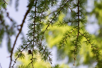 Sunny Pine Branches