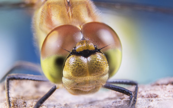 dragonfly's head, odonata, big eyes, macro world, color 