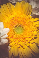 Yellow Gerbera Macro