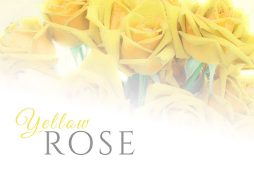 Fototapeta premium Soft light Yellow Rose flower and white background