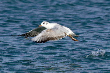 Seagull in flight over the Mediterranean