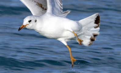 Seagull in flight over the Mediterranean