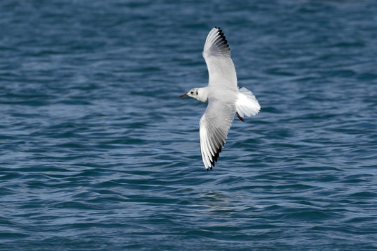 Seagull in flight over the Mediterranean
