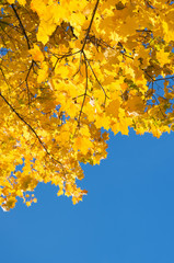 Autumn leaves with the blue sky background