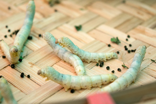 Close up silkworms eating in threshing basket