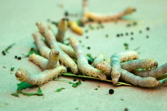 Close up silkworms eating in threshing basket