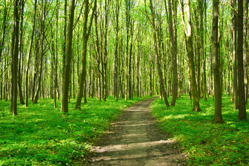 Fototapeta premium Path in spring green forest