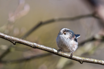 Long-tailed tit perching on a twig
