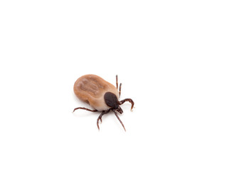 health danger - disease-carrier ticks