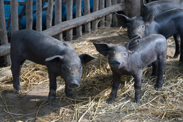 Group Cute baby black pig in pigpen.