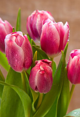 Naklejka premium Pink tulip bouquet isolated .