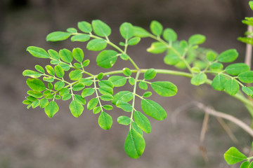 Close up  Soft Green Top Moringa leaves