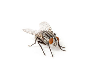 fly isolated on a white