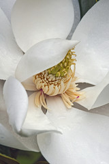 Obraz premium Southern magnolia (Magnolia grandiflora)