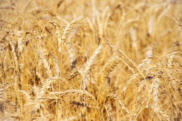 Wheat Field