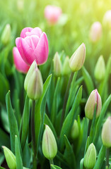 Spring meadow with violet tulip flowers, floral sunny seasonal b