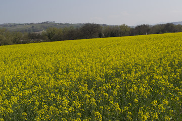 Comune di Serra de' Conti - la campagna in primavera
