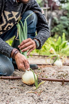 Hands of a young men harvesting mature onions.