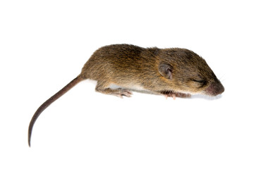 Cute baby rats isolate on white background