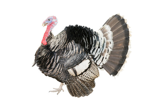 The Turkey bird isolate on white background