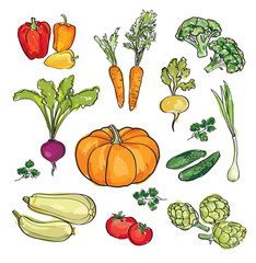 Vegetable set.  Food ingredient collection. Hand drawn watercolor vector