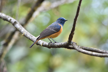 Blue-fronted Redstart
