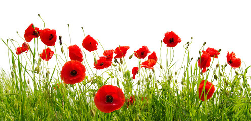 Obraz premium red poppies on white