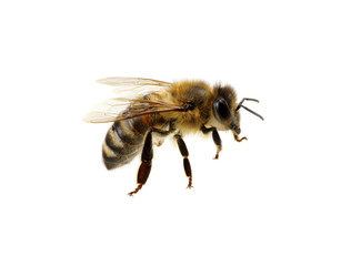 Bee on the white