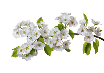  blossoms isolated on white