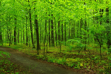 Obraz na płótnie Canvas green forest