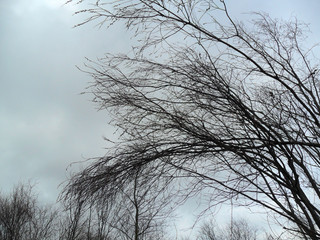 ветви деревьев тянутся к небу
