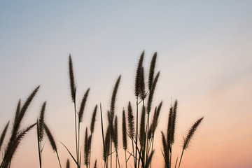flower Sunset,Beauty  sky and clouds in  Thailand