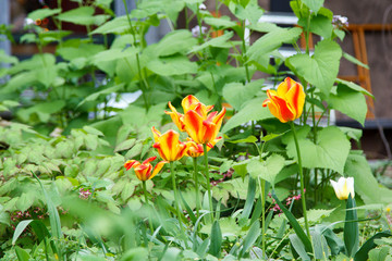 several blooming flame coloured striped tulips