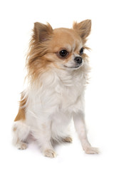 long hair chihuahua