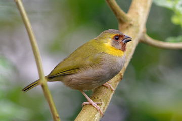 Unkown little bird