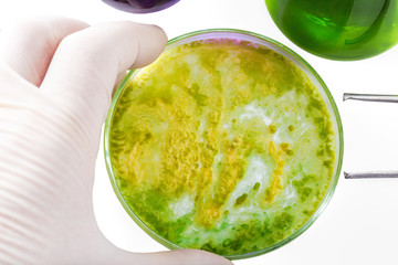 Hand in protective glove holds petri dish with green bacteria. M