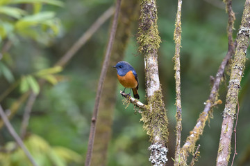 Blue-fronted Redstart
