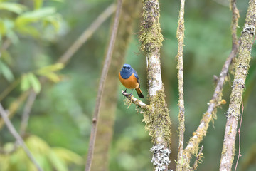 Blue-fronted Redstart
