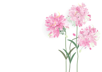 Obraz na płótnie Canvas pink flowers on white background,vector illustration